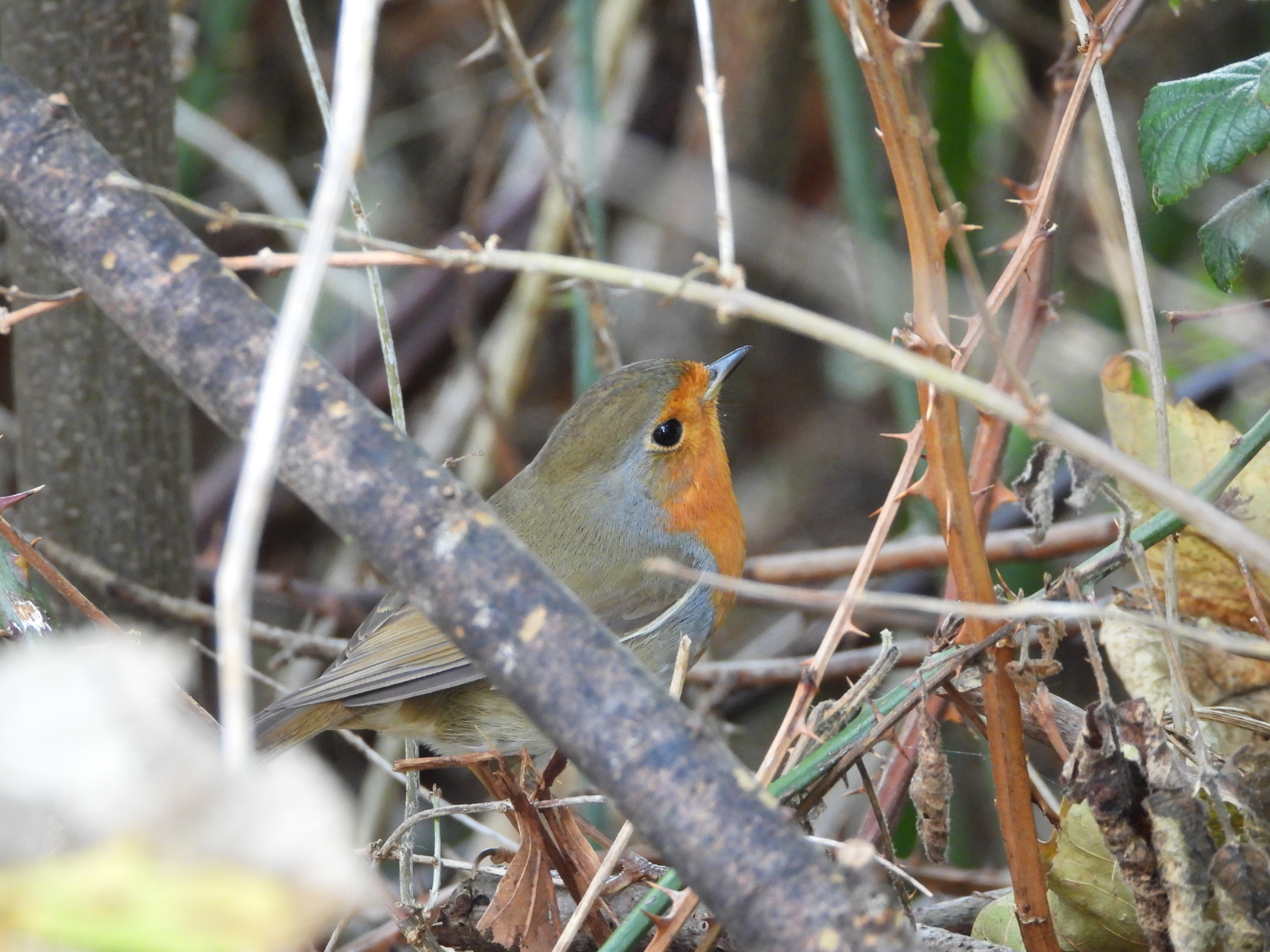 A photo taken on a Nikon Coolpix P1100 digital camera