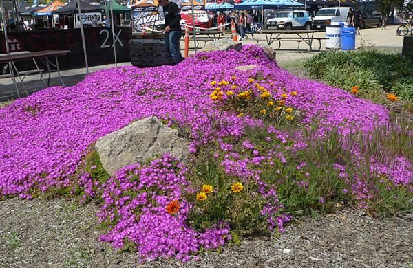 Flowers were spotted blooming everywhere - on course and off.