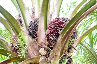 Palm oil is made from the pulp of oil palm fruit.