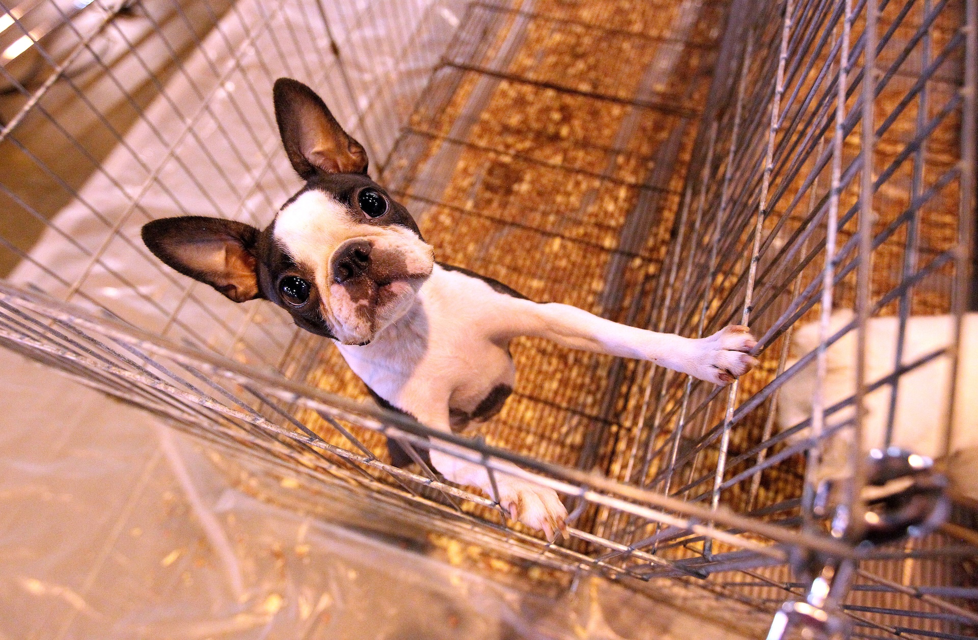 Boston Terrier in a crate looking up