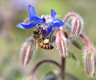 A bee on a borage flower