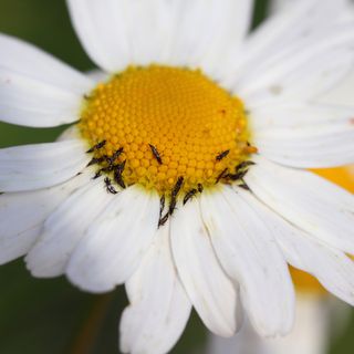 Close up of thrips on ox-eye daisy flower