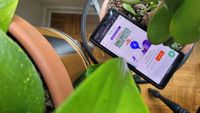 A Google Pixel 7a with Mint Mobile's home page on the screen placed among some house plants