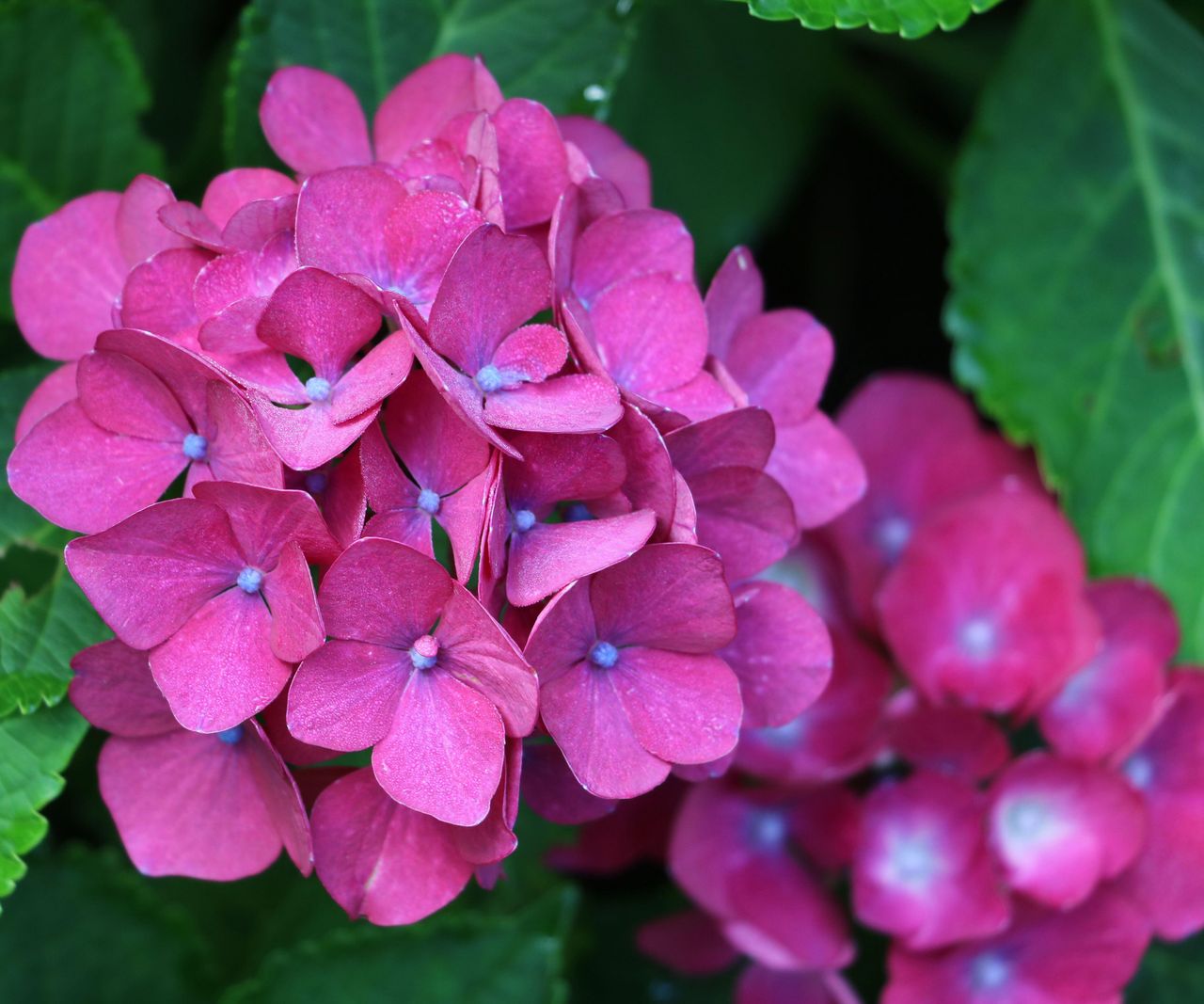 Best hydrangea varieties 15 great flowering shrubs to try Homes & Gardens