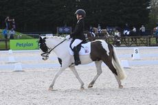 Winter Area Festival Championships
