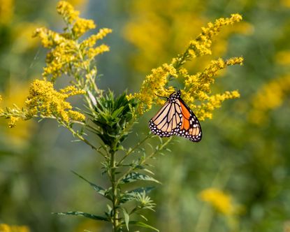 goldenrod with a monarch butterfly