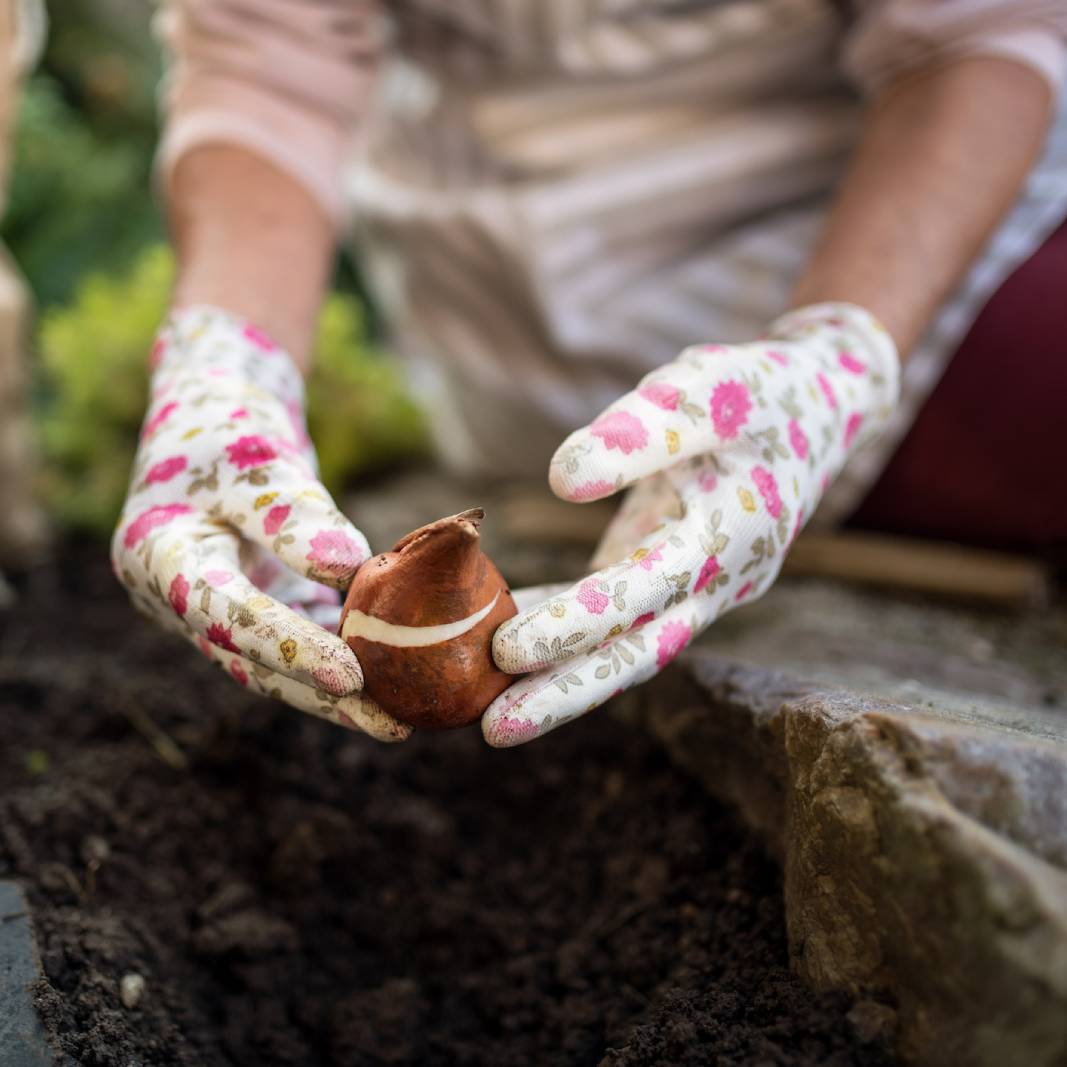 Hands in floral gloves planting a flower bulb in the soil