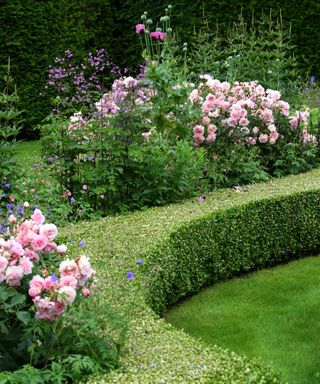 rose garden design in a more formal parterre with some mixed planting
