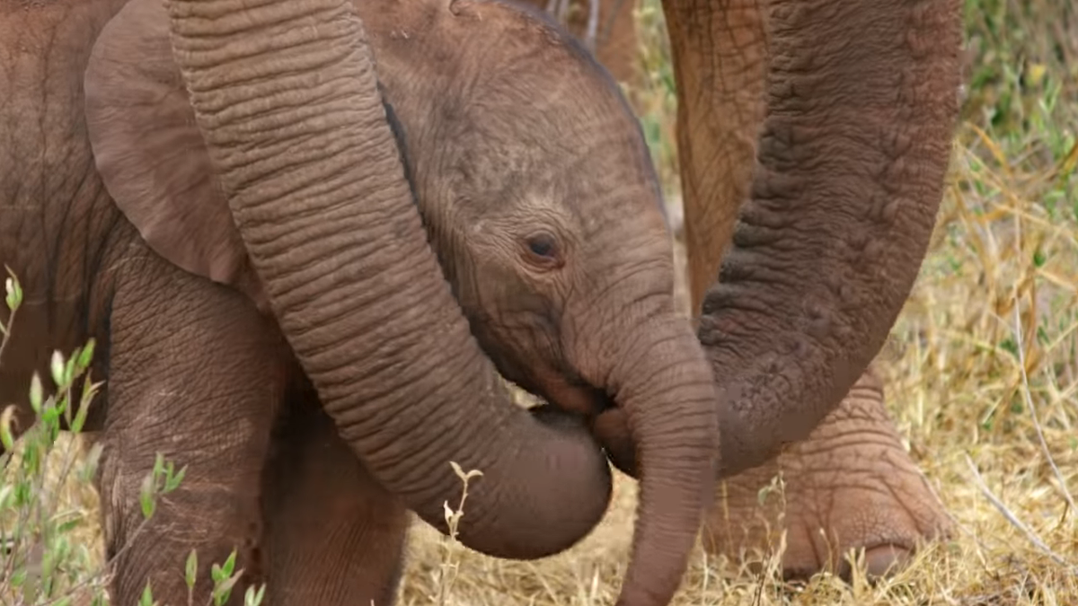 One of the subjects of The Elephant Queen.