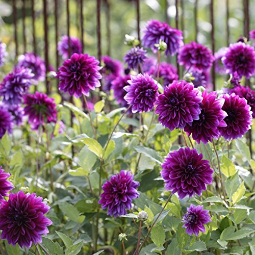 Easy to Grow Dahlia Thomas Edison 3 Tuber Clumps - Large Purple Flowers Blooms in Summer to Fall Sun, Plant in Spring