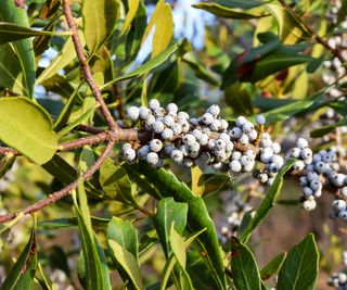 evergreen wax myrtle with silver white berries