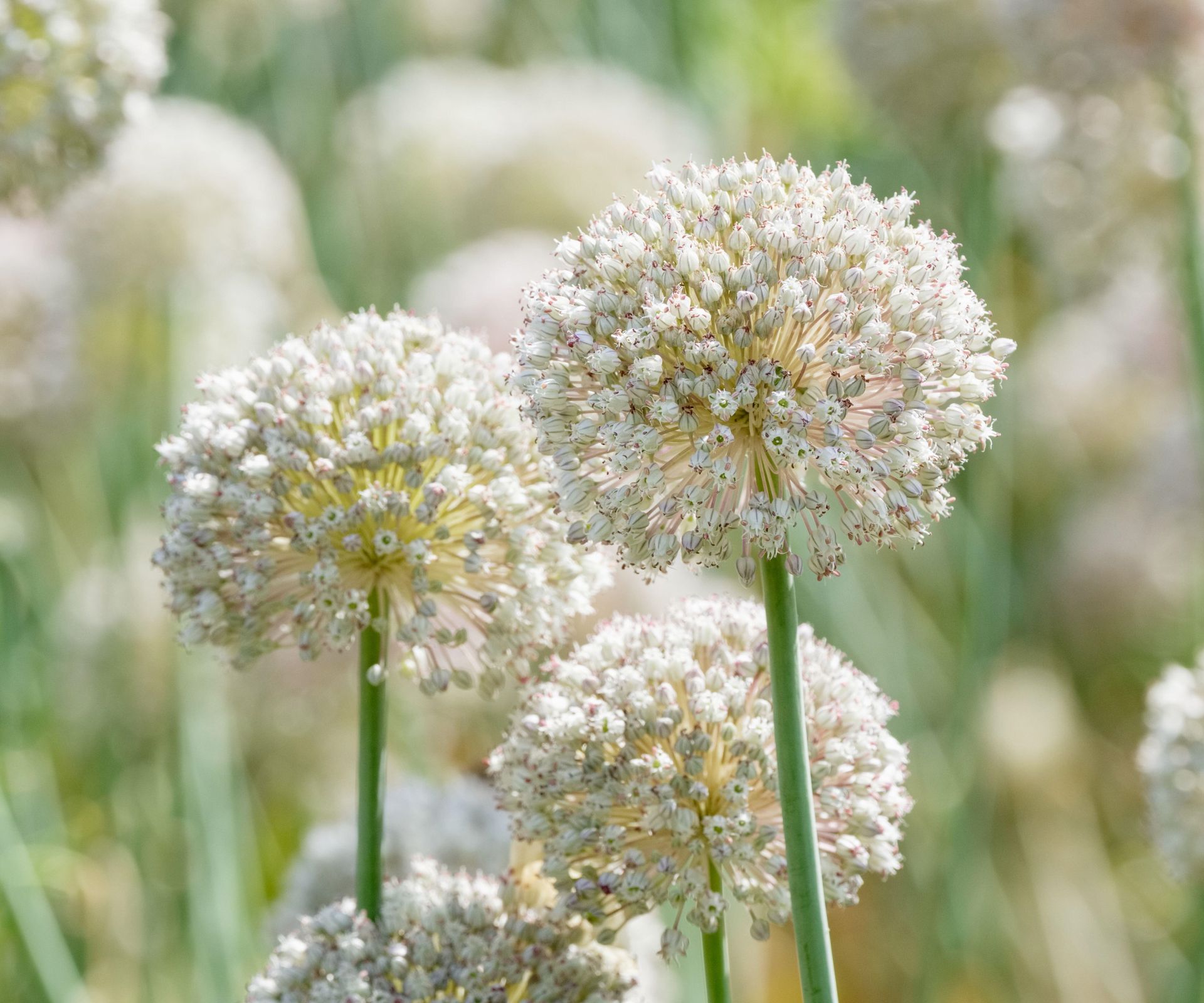 White allium ping pong flowers