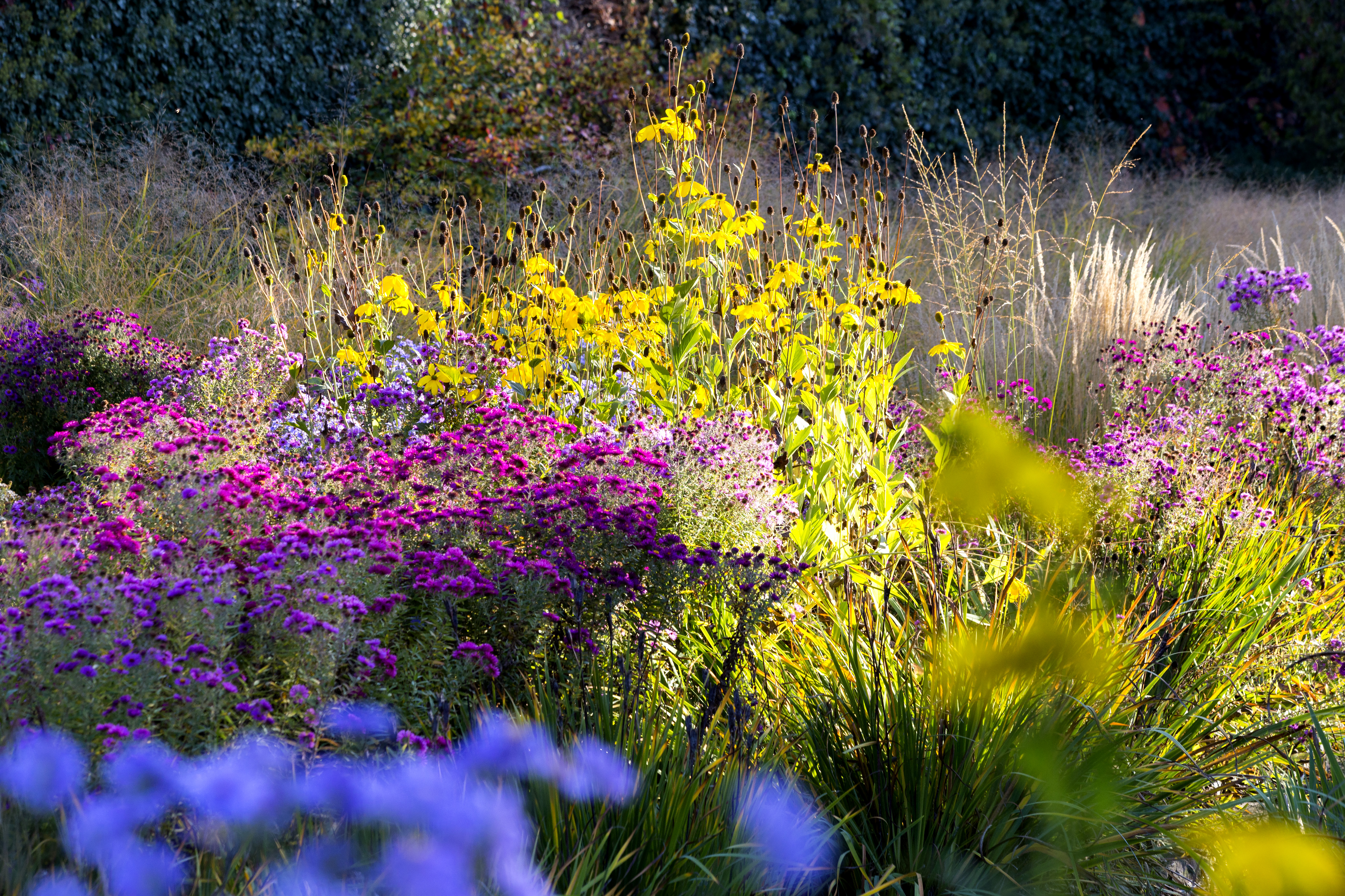 Flowers in garden in autumn