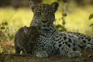 National Geographic's Unlikely Leopard
