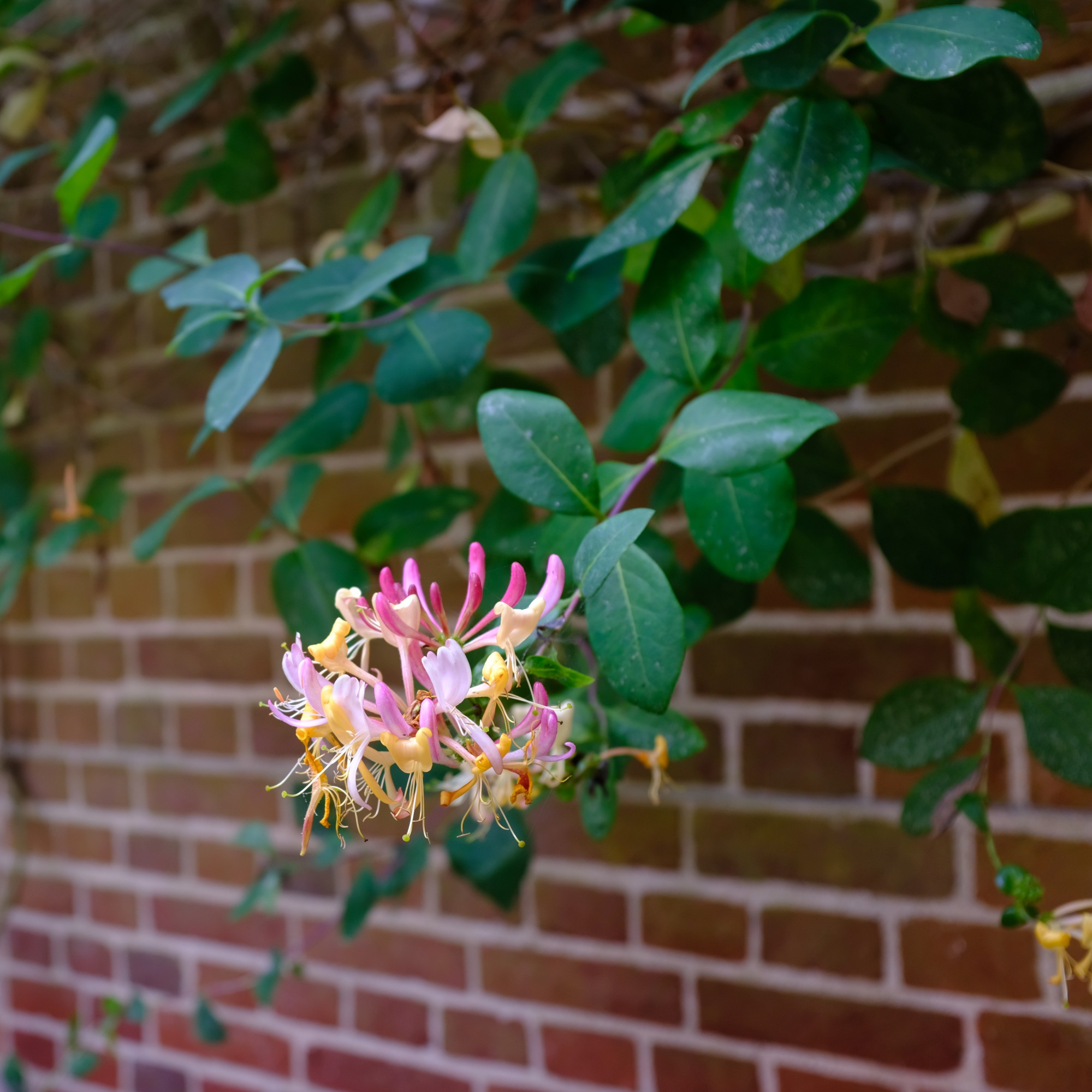 This is how to prune honeysuckle for a thriving plant | Ideal Home