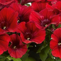 Petunia 'Potunia Dark Red' from Crocus