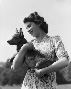 Princess Elizabeth with her pet Corgi Sue or Susan at Windsor Castle, UK, 30th May 1944. (Photo by Lisa Sheridan/Hulton Archive/Getty Images)