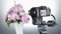The Novoflex Stackpro 1 photographing flowers