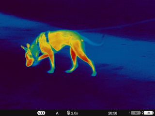 Color thermal images of people and wildlife in a park taken on a Pulsar Merger LRF XP35 binocular