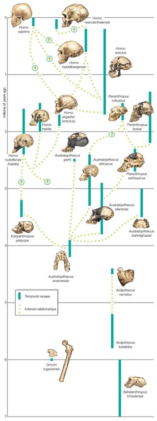 Hominin family tree showing relationships among extinct species.