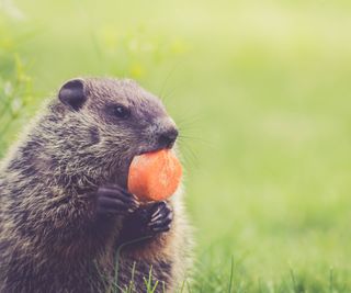 Young groundhog eating slice of carrot