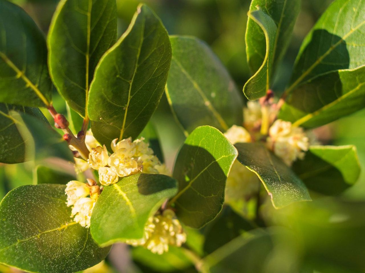 Green Bay Laurel Leaves Turning Yellow