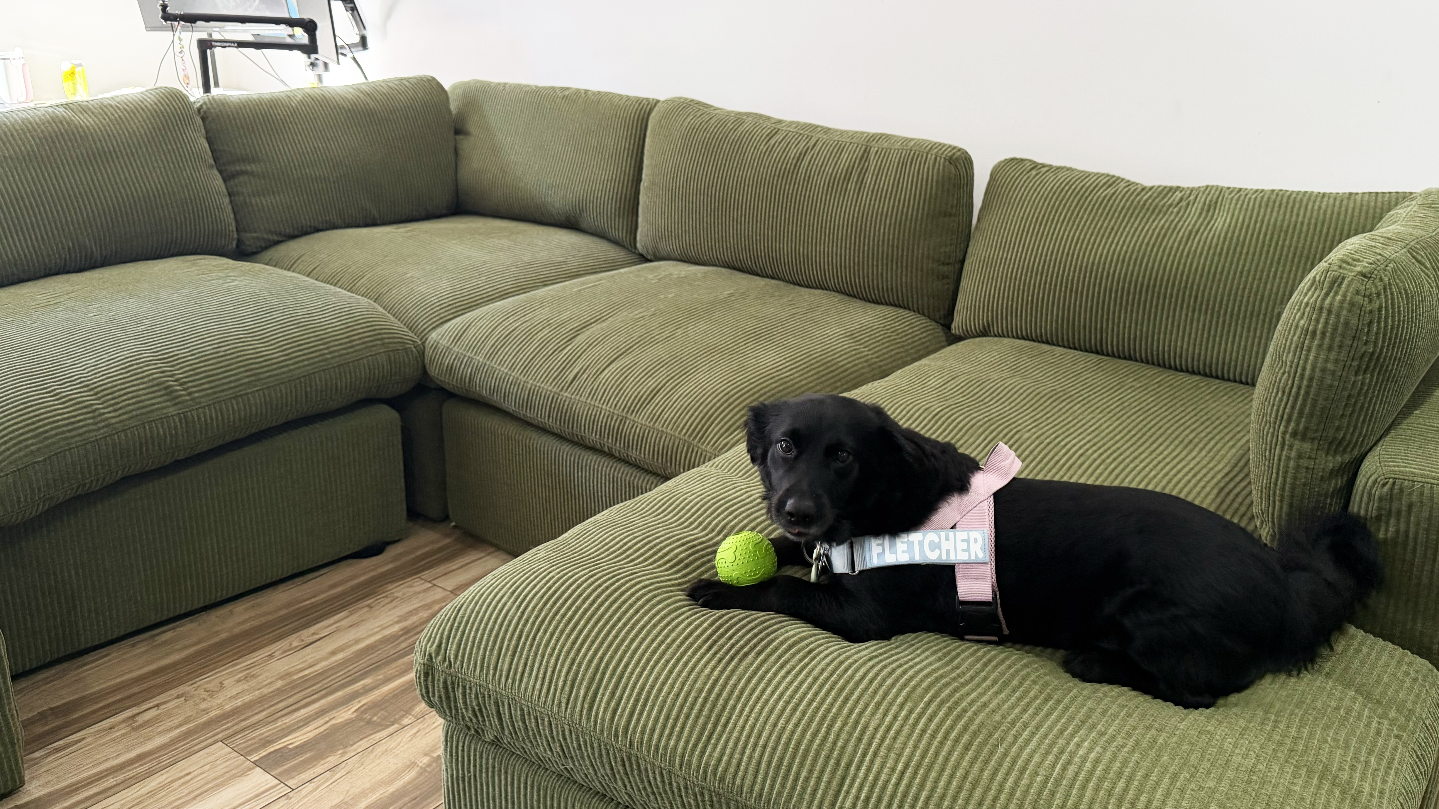 Dog on Cozey Ciello couch in lifestyle settings