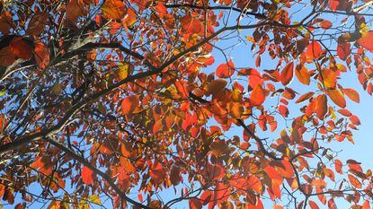 Flowering dogwood tree in the fall months with red leaves 