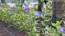 Vinca growing as a ground cover with purple flowers