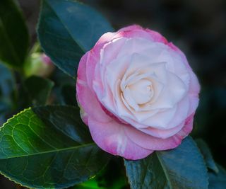 Camellia Japonica 'Desire'