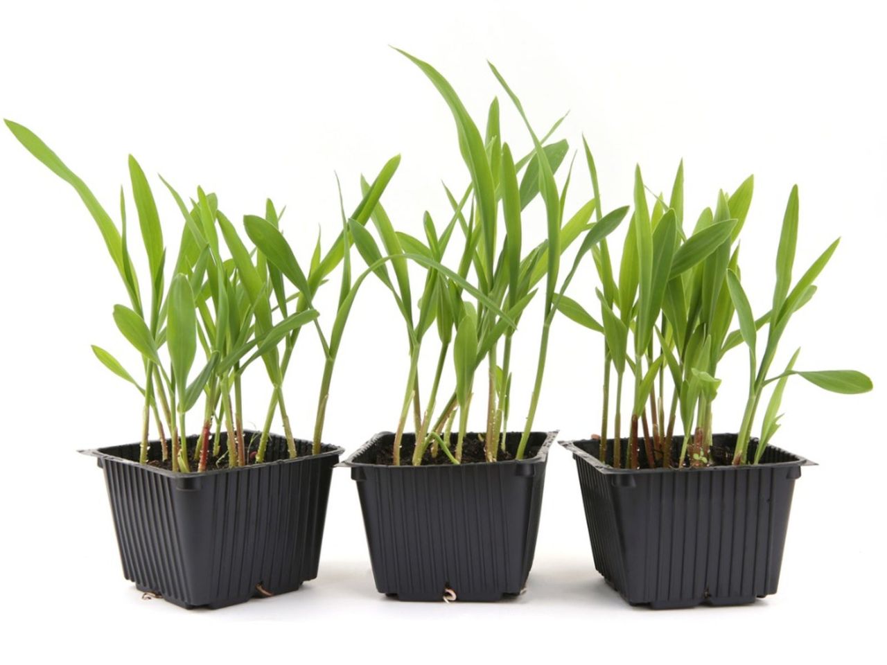 Corn Growing In Containers