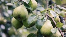 How to get a pear tree to fruit