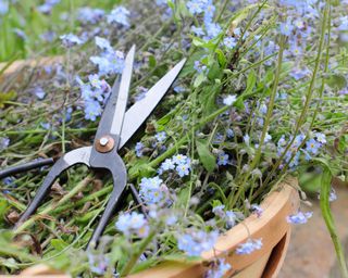 forget me nots being cleared with garden scissors