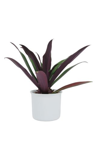 Rhoeo Spathacea plant in a white pot