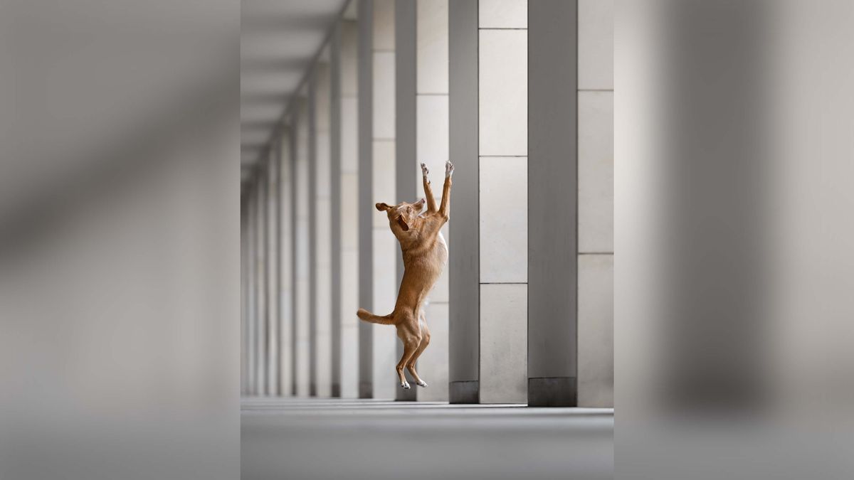 Dog jumping.