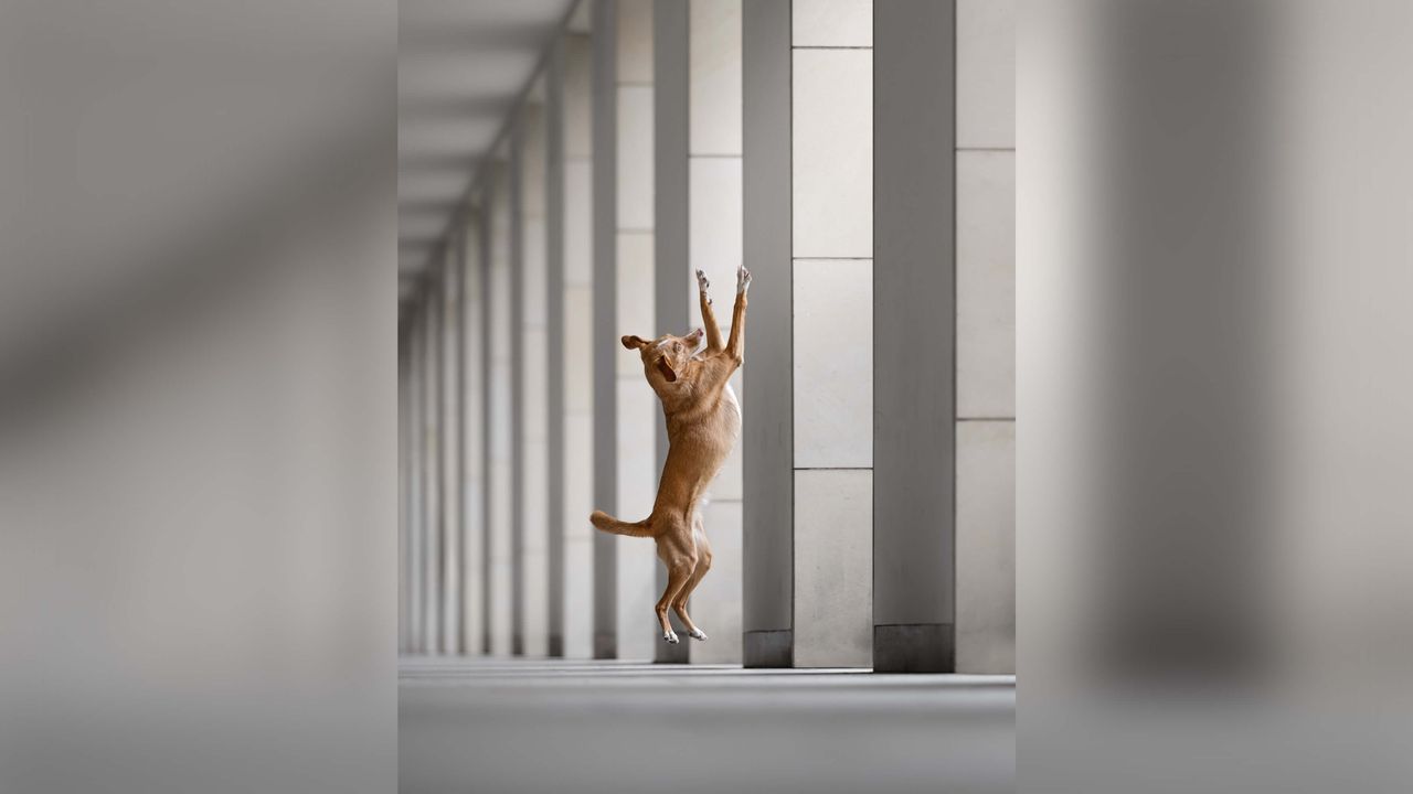 Dog jumping.