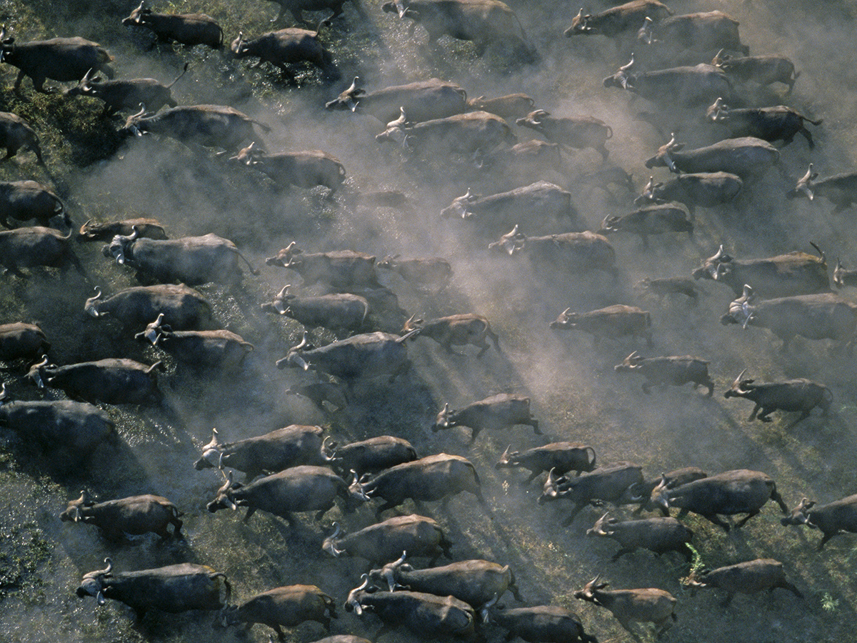 Stampeding cattle are one of nature's irresistable forces. They have been used many times in the history of warfare in attempts to crush opposing forces — but often with mixed results.