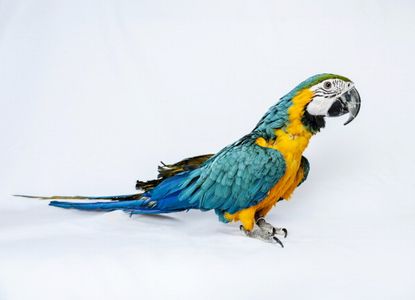 A blue and yellow Macaw.