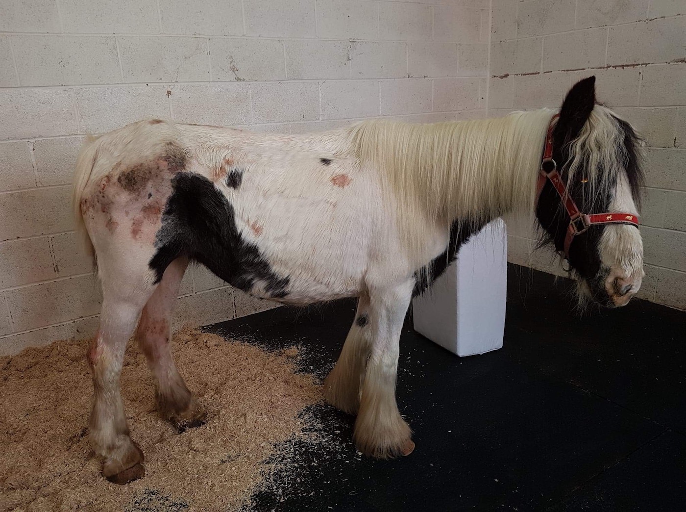 Buttercup-on-arrival_CAUTION_World-Horse-Welfare-1.jpg