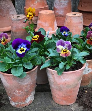 Purple violas in terracotta pots
