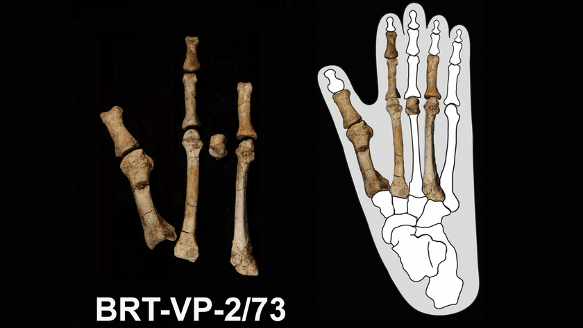 On the left are eight foot bones and on the right are the same foot bones over an outline of a gorilla foot