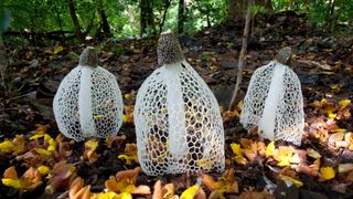 tree stinkhorn mushrooms blooming in an Asian forest