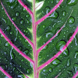 Prayer Plant, Red-veined Maranta (Maranta leuconeura 'Erythroneura'), leaf with water drops