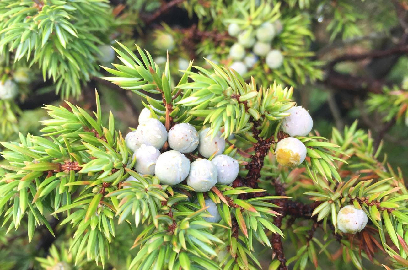 Juniper berries