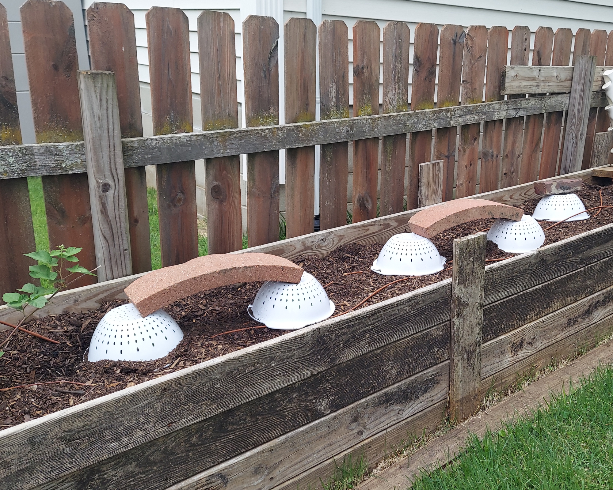 Plant seedlings covered with plastic colanders with bricks on top