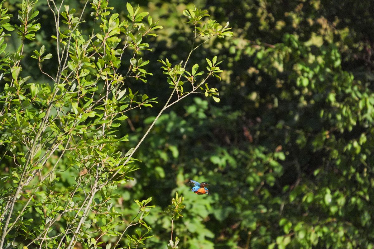 A photo taken on a Sony RX10 V bridge camera