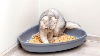 fluffy light grey cat playing with cat litter