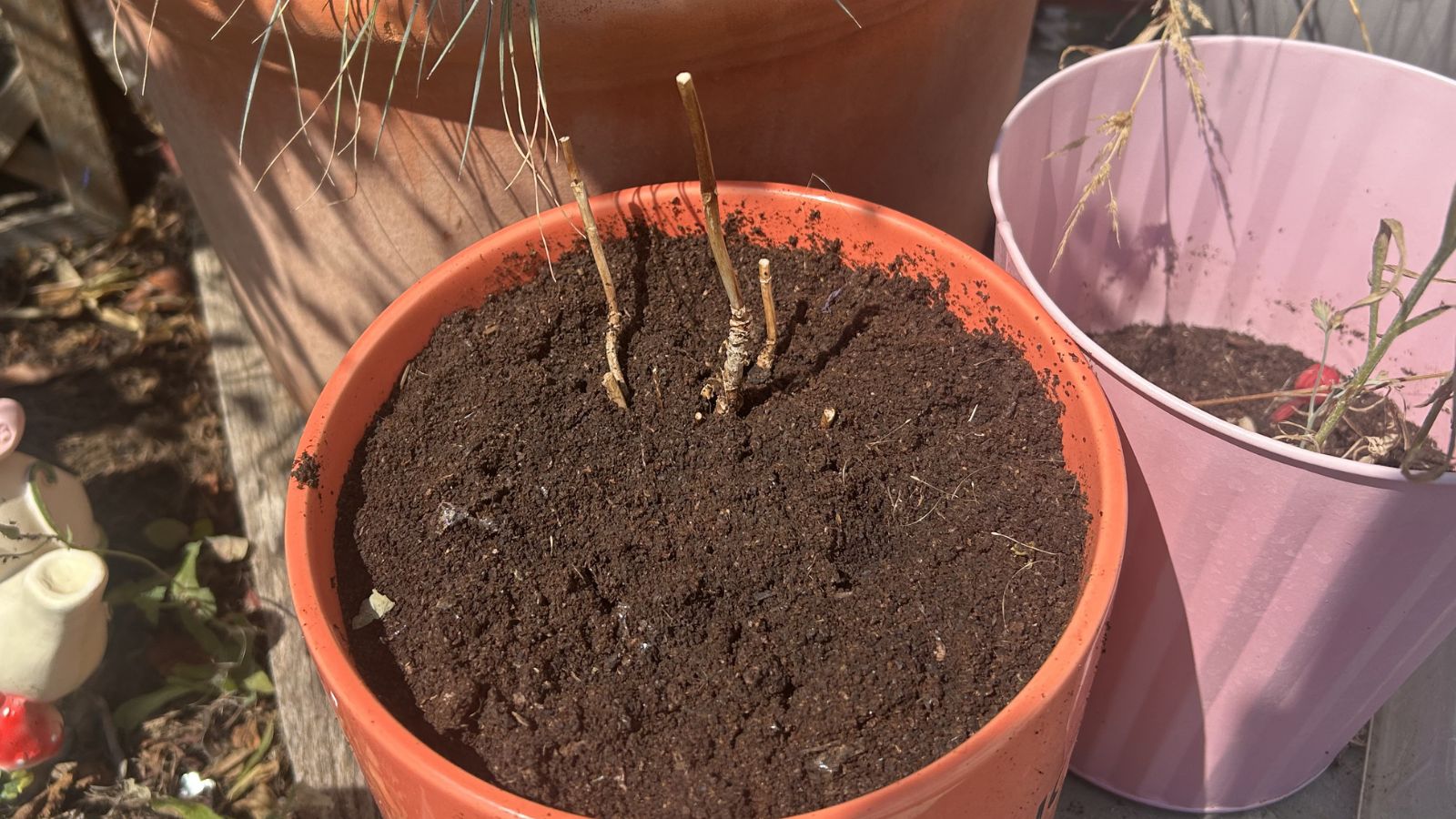 Hydrangea in pot, growing back with coffee grounds in soil