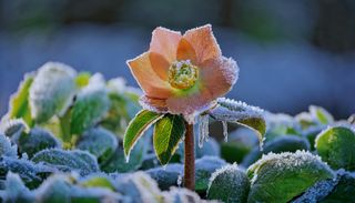 Hellebore covered in frost