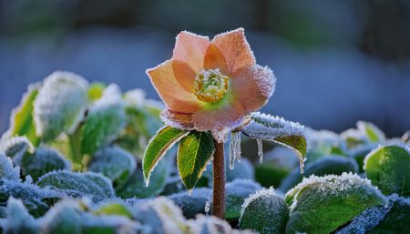 Hellebore covered in frost